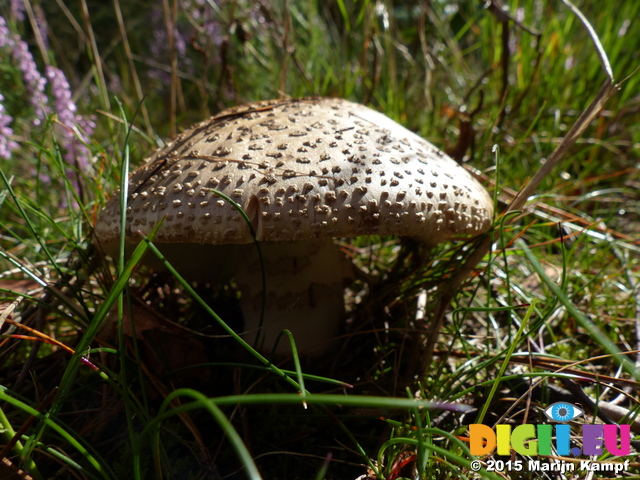 FZ020095 Grey-spotted Amanita (Amanita spissa) mushroom